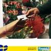 Kép 1/3 - Tűzőgép Rapid Classic K1 50lap kézi (24/6-8 kapocshoz) króm Rapid 1db rendelési egység ár 1db-ra