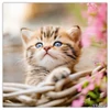 Falinaptár 2026 Kittens 6097-KI lemeznaptár 30×30cm Realsystem 2026 kollekció!
