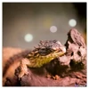 Falinaptár 2026 Lizards 6097-LI lemeznaptár 30×30cm Realsystem 2026 kollekció!