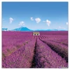 Falinaptár 2026 Provence 6096-PR illatosított,lemeznaptár 30×30cm Realsystem 2026 kollekció!