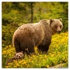 Falinaptár 2026 Wild Animals 6097-WA lemeznaptár 30×30cm Realsystem 2026 kollekció!