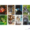 Kép 1/2 - Füzet A4 Blasetti kockás 100G 38Lap Animali100 7861