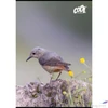 Kép 1/2 - Füzet A4 vonalas 80 lapos Cool by Victoria Birds 