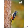 Kép 2/2 - Füzet A4 vonalas 80 lapos Cool by Victoria Birds 