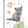Kép 2/2 - Gumis mappa A4 Ars Una Cuki-Brit rövid szörű macska (5305) 23 50213054 prémium