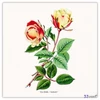 Falinaptár 2026 Herbarium 6097-HE lemeznaptár 30×30cm Realsystem 2026 kollekció!