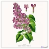Falinaptár 2026 Herbarium 6097-HE lemeznaptár 30×30cm Realsystem 2026 kollekció!