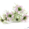 Kép 2/3 - Selyemvirág művirág pillangó Cosmos bipinnatus Jalisha purple 66cm kerti pillangó virág Holland SDDST5