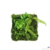 Kép 2/2 - Selyemvirág - művirág zöldfal Monilophyta sq M green növényfal 60x60x20 Holland SDDST53