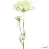 Selyemvirág - művirág Heracleum sphondylium white medvetalp fehér Holland SDDST53