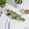 Selyemvirág művirág pénzvirág Lunari annua L green 96cm Holland holdvirág DST53
