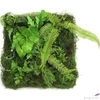 Kép 1/2 - Selyemvirág - művirág zöldfal Monilophyta sq M green növényfal 60x60x20 Holland SDDST53