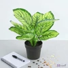 Selyemvirág művirág zebrale Calathea green 30cm Holland DST53