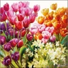 Szalvéta Ambiante Tulips papírszalvéta 25x25cm,15db-os