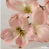 Kép 2/2 - Selyemvirág - művirág Dogwood spray Fiona S pink SDDST53