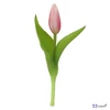 Tulipán rózsaszín 20cm holland virág 1db/ár SDGW26