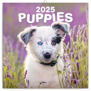 Falinaptár 2025 Puppies lemeznaptár 30×30cm Realsystem 2025 kollekció!