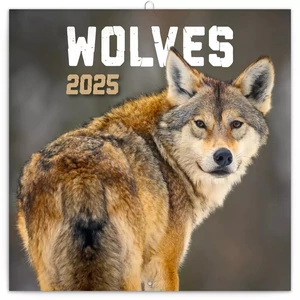 Falinaptár 2025 Wolves lemeznaptár 30×30cm Realsystem 2025 kollekció!