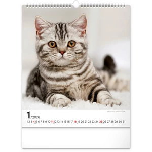 Falinaptár 2026 Cats 6087-CA spirálos 30×34cm Realsystem 2026 kollekció!