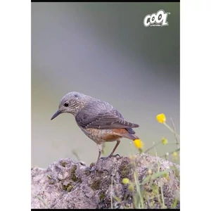 Füzet A4 vonalas 80 lapos Cool by Victoria Birds