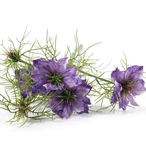 Selyemvirág művirág pillangó Cosmos bipinnatus Jalisha purple lila kerti pillangó virág 66cm Holland S