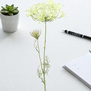 Selyemvirág - művirág Heracleum sphondylium white medvetalp fehér Holland SDDST53