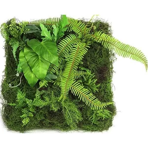Selyemvirág - művirág zöldfal Monilophyta sq M green növényfal 60x60x20 Holland SDDST53