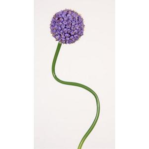 Selyemvirág - művirág  Allium lila Selyemvirág - művirág Szálas mű-selyem virág dekoráció