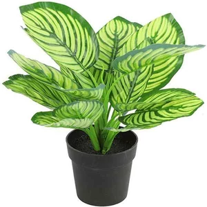 Selyemvirág - művirág zebrale Calathea green 28cm Holland SDDST53