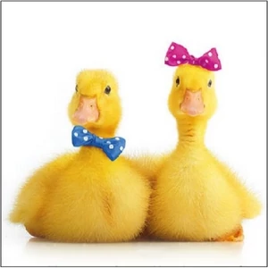 Szalvéta Ambiante Little Ducks papírszalvéta 25x25cm,15db-os