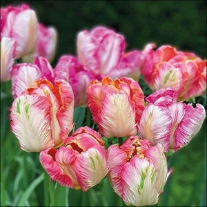 Szalvéta Ambiante Parrot Tulips papírszalvéta 33x33cm,20db-os