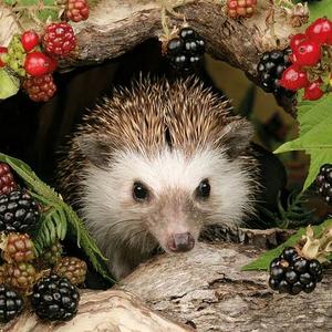 Szalvéta Ambiente Hedgehog 33x33cm 3rétegű 20db/csomag 13308775 szalvéta.