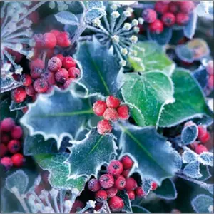 Szalvéta Ambiente karácsonyi 25x25cm 3rétegű, 20db/csomag Frozen Holly