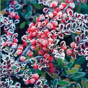 Szalvéta Ambiante karácsonyi Frozen berries papír papírszalvéta 33x33cm,20db-os