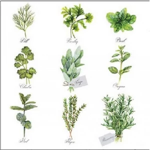 Szalvéta 25x25cm Ambiente Herb selection 20db/csomag 