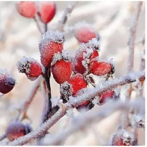 Szalvéta karácsonyi 25x25cm Frozen Rosehips papírszalvéta 20db-os Karácsonyi dekor szalvéta 32513455