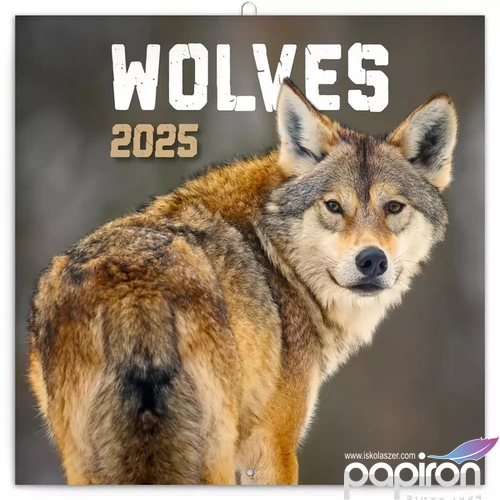 Falinaptár 2025 Wolves lemeznaptár 30×30cm Realsystem 2025 kollekció!
