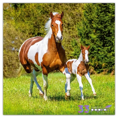 Falinaptár 2026 Horses 6097-HO lemeznaptár 30×30cm Realsystem 2026 kollekció!
