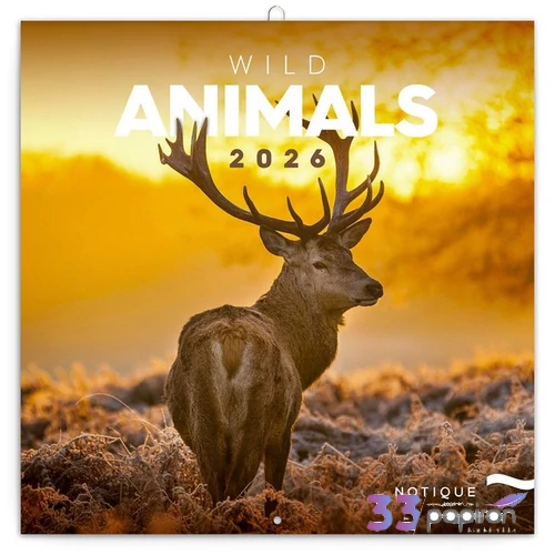 Falinaptár 2026 Wild Animals 6097-WA lemeznaptár 30×30cm Realsystem 2026 kollekció!