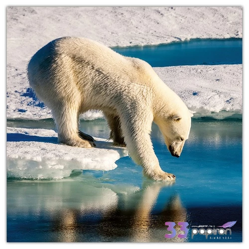 Falinaptár 2026 Wild Animals 6097-WA lemeznaptár 30×30cm Realsystem 2026 kollekció!