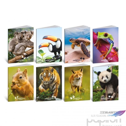 Füzet  A/4 BLASETTI vonalas Animal Identikit 2025 50Lap 8910M