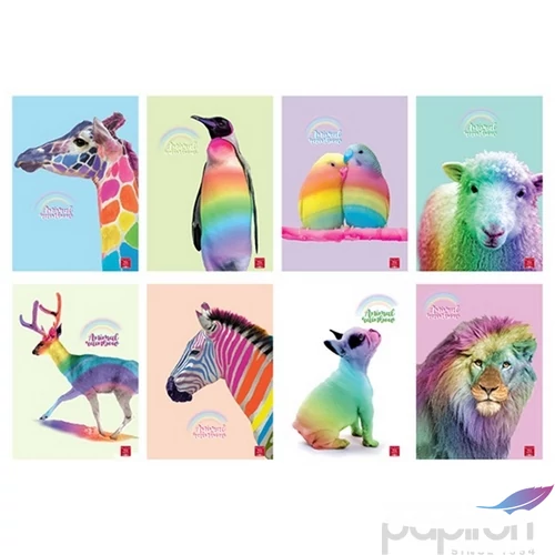 Füzet 38lapos A4 vonalas Pigna Animal Rainbow vegyes mintával