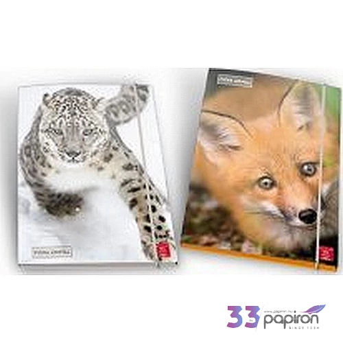 Gumis mappa A/4 Pigna Animal karton , 1cm-es gerinccel 02320823L/02326323L