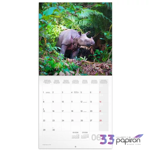Falinaptár 2026 Endangered Animals 6097-EA lemeznaptár 30×30cm Realsystem 2026 kollekció!