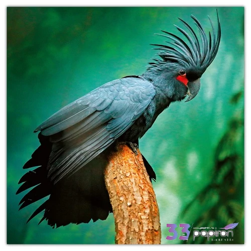 Falinaptár 2026 Endangered Animals 6097-EA lemeznaptár 30×30cm Realsystem 2026 kollekció!