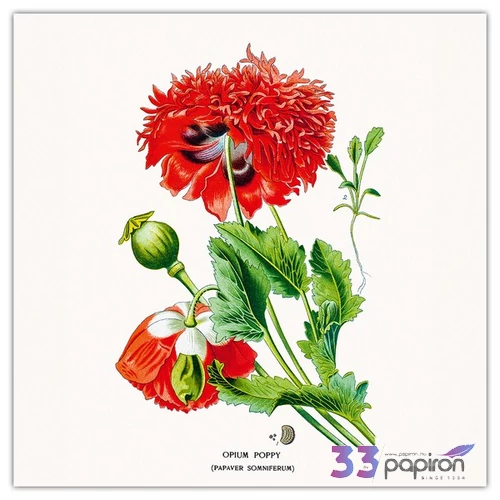 Falinaptár 2026 Herbarium 6097-HE lemeznaptár 30×30cm Realsystem 2026 kollekció!