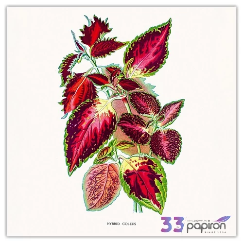 Falinaptár 2026 Herbarium 6097-HE lemeznaptár 30×30cm Realsystem 2026 kollekció!