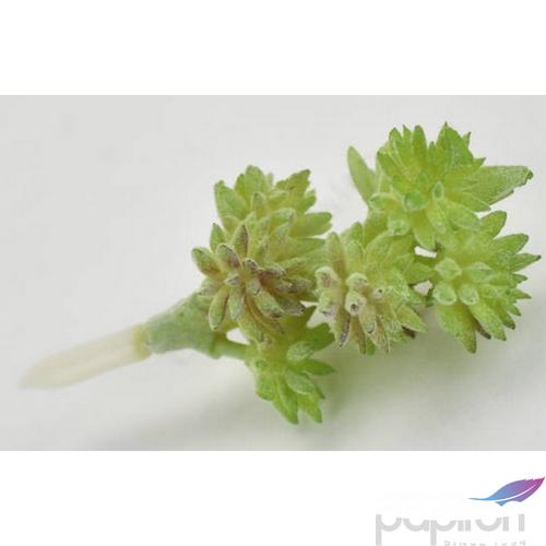 Művirág - Pozsgás 3x8cm 