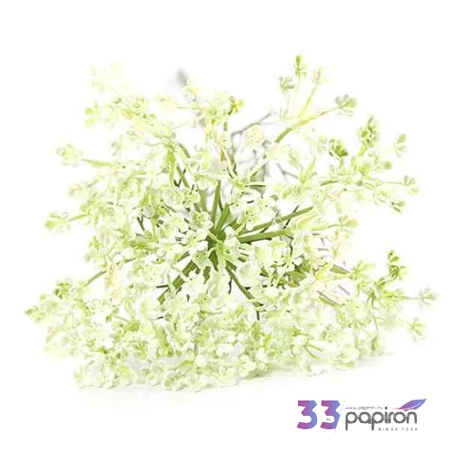 Selyemvirág - művirág Heracleum sphondylium white medvetalp fehér Holland SDDST53