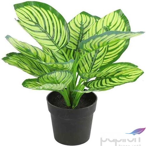 Selyemvirág - művirág zebrale Calathea green 28cm Holland SDDST53